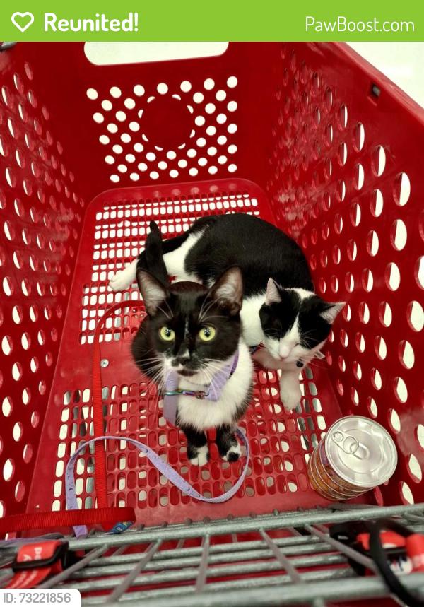 Reunited Female Cat last seen Banker Dr, Dublin, OH 43017