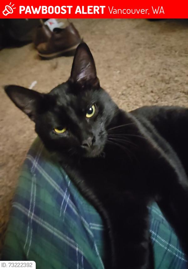 Lost Male Cat last seen NW 119th st, Vancouver, WA 98685