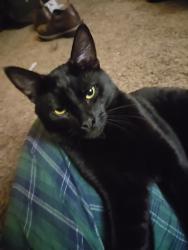 Lost Male Cat last seen NW 119th st, Vancouver, WA 98685