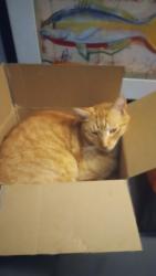 Lost Male Cat last seen Near w. 72st, Hialeah, FL 33010