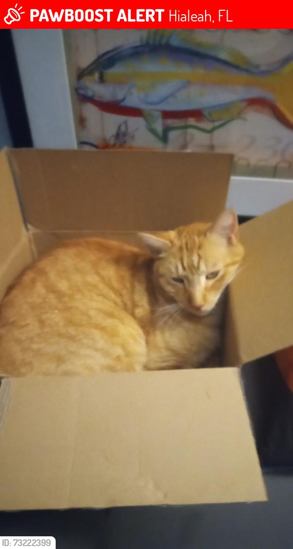 Lost Male Cat last seen Near w. 72st, Hialeah, FL 33010