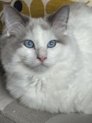 Reunited Male Cat last seen Pegs lane, Hertfordshire, England 