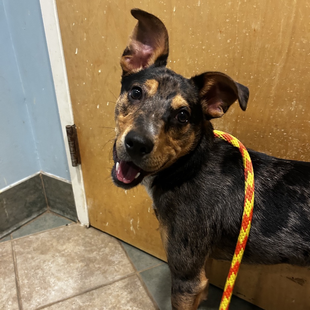 Shelter Stray Male Dog last seen , 4500 N Access Rd, Chattanooga, TN 37415, USA
