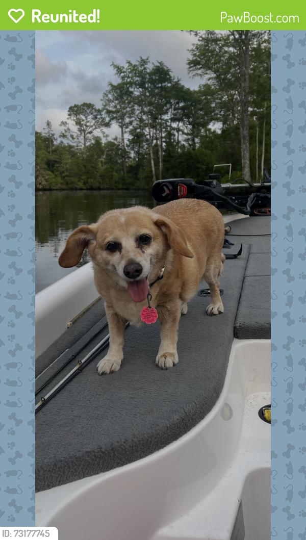 Reunited Female Dog last seen Amanda Lane, Irvington, AL 36544