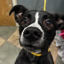 Shelter Stray Male Dog last seen , 4500 N Access Rd, Chattanooga, TN 37415, USA