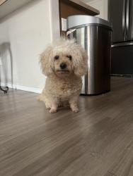 Found/Stray Female Dog last seen 44th and Southern, Phoenix, AZ 85339