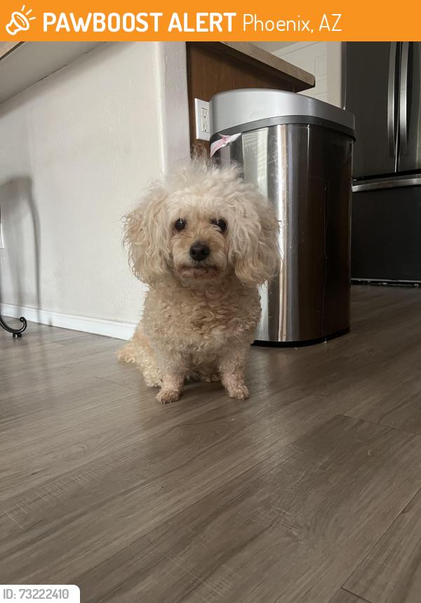 Found/Stray Female Dog last seen 44th and Southern, Phoenix, AZ 85339