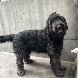 Shelter Stray Male Dog last seen , 361 S Raymond Ave, Pasadena, CA 91105, USA