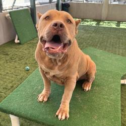 Shelter Stray Male Dog last seen , 361 S Raymond Ave, Pasadena, CA 91105, USA