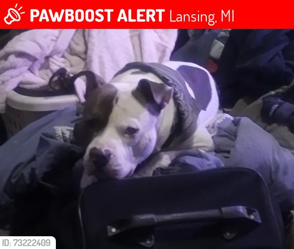 Lost Male Dog last seen Pleasant grove and mary, Lansing, MI 48911