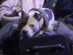 Lost Male Dog last seen Pleasant grove and mary, Lansing, MI 48911