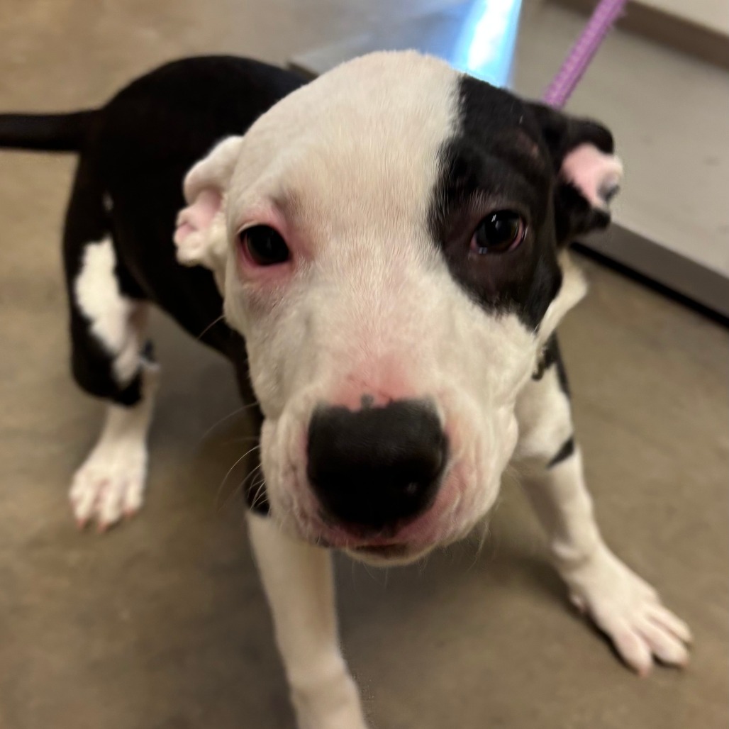 Shelter Stray Female Dog last seen , 3173 K-68 Hwy, Ottawa, KS 66067, USA
