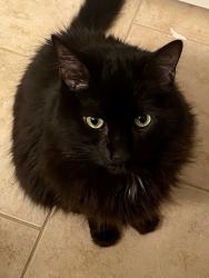 Lost Male Cat last seen Varnum St and 35th St Alley, Brentwood, MD 20722