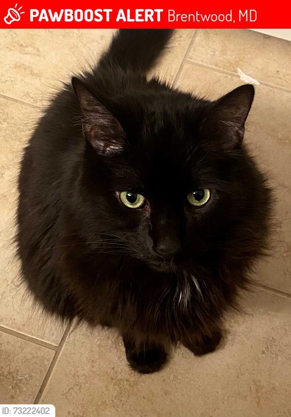 Lost Male Cat last seen Varnum St and 35th St Alley, Brentwood, MD 20722
