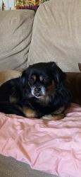 Reunited Male Dog last seen Dunbeck Ct, Sunrise Manor, NV 89156, USA, Sunrise Manor, NV 89156