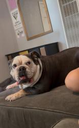 Reunited Female Dog last seen 12th Ave and MLK in Oak Park, Sacramento, CA 95817