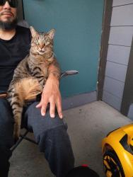 Lost Male Cat last seen Arts on Broadway apmts, Garland, TX 75043