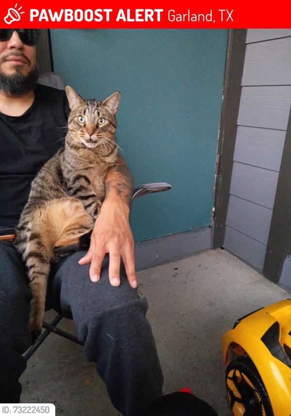 Lost Male Cat last seen Arts on Broadway apmts, Garland, TX 75043