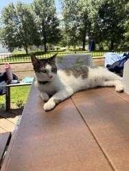Lost Female Cat last seen Nation and 162nd, Kearney, MO 64060