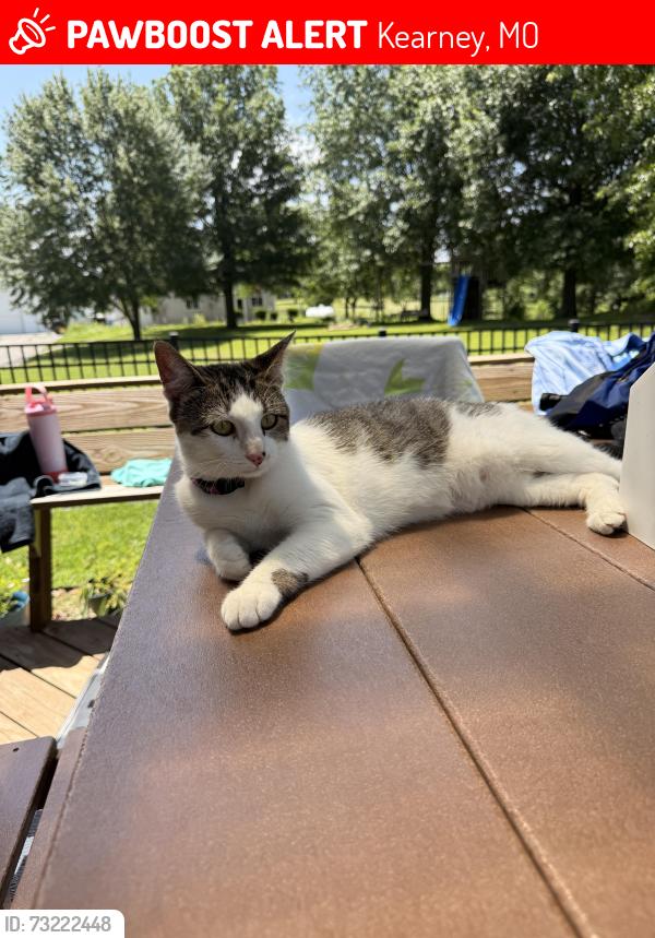 Lost Female Cat last seen Nation and 162nd, Kearney, MO 64060