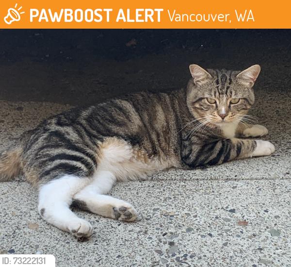 Found/Stray Male Cat last seen NE Cedar Ridge Loop (N Garrison heights norhood), Vancouver, WA 98664