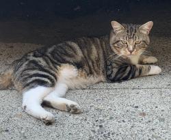 Found/Stray Male Cat last seen NE Cedar Ridge Loop (N Garrison heights norhood), Vancouver, WA 98664