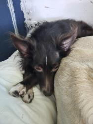 Lost Female Dog last seen Parkerville and Aviary, DeSoto, TX 75115