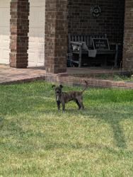 Found/Stray Male Dog last seen Harbor town dr, Arlington, TX 76018
