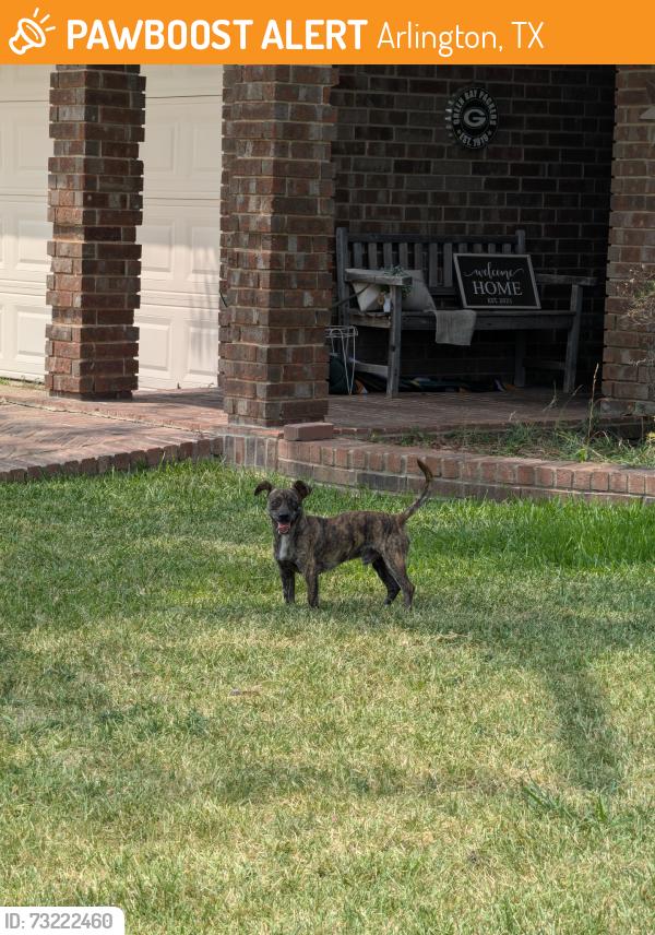Found/Stray Male Dog last seen Harbor town dr, Arlington, TX 76018