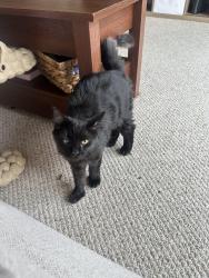 Reunited Female Cat last seen mass ave and alewife parkway, Cambridge, MA 02140