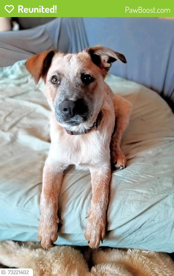 Reunited Male Dog last seen Sumner @ pleasant, Oregon City, OR 97045
