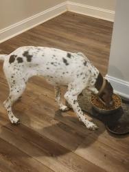 Reunited Female Dog last seen Lismore St and Adare Dr, Clemmons, NC 27012