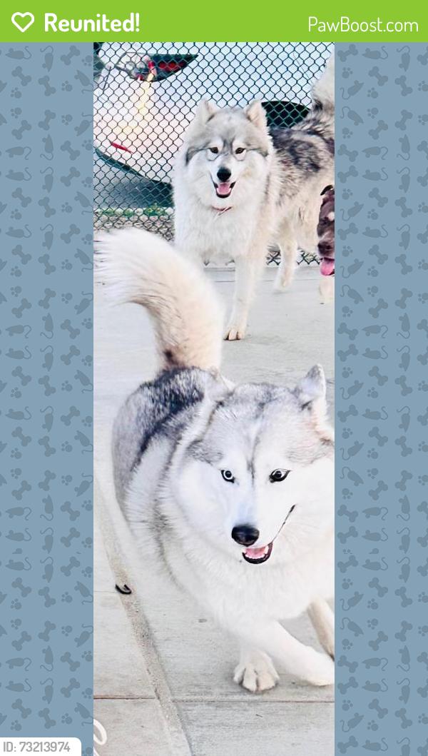Reunited Female Dog last seen Wyoming and Avon, Burbank, CA 91505
