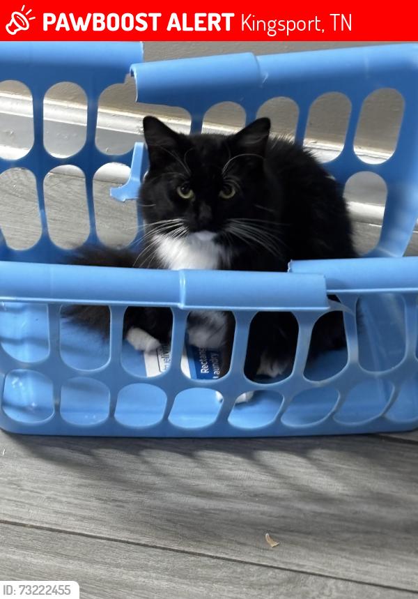 Lost Female Cat last seen On Lynn garden, Kingsport, TN 37665