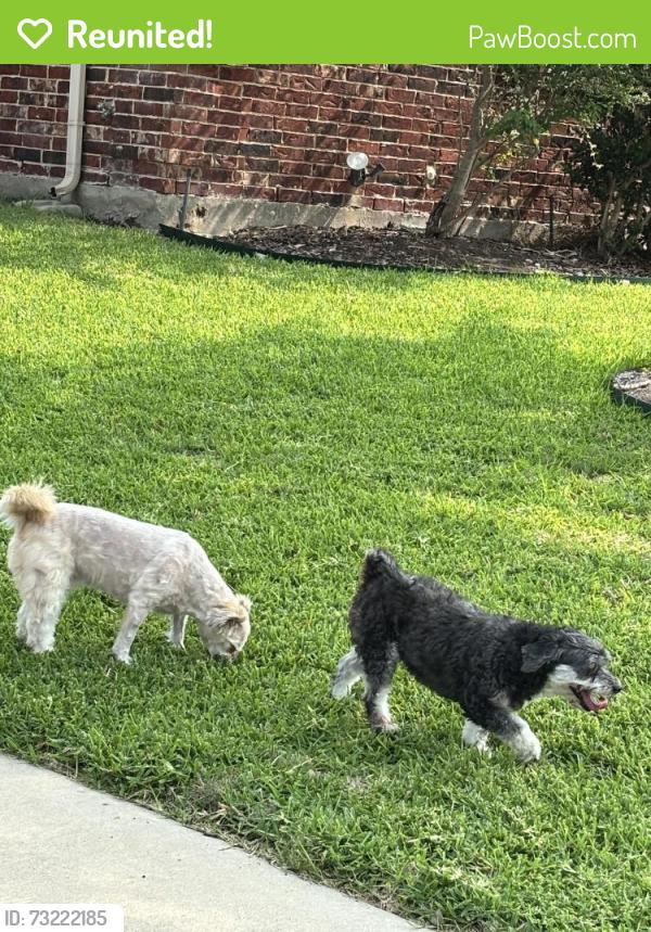 Reunited Unknown Dog last seen Andrews elementary, Plano, TX 75025