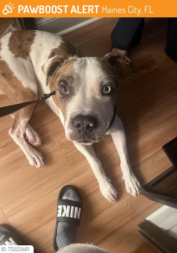 Found/Stray Male Dog last seen Near state road Haines city fl, Haines City, FL 33844