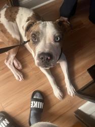 Found/Stray Male Dog last seen Near state road Haines city fl, Haines City, FL 33844