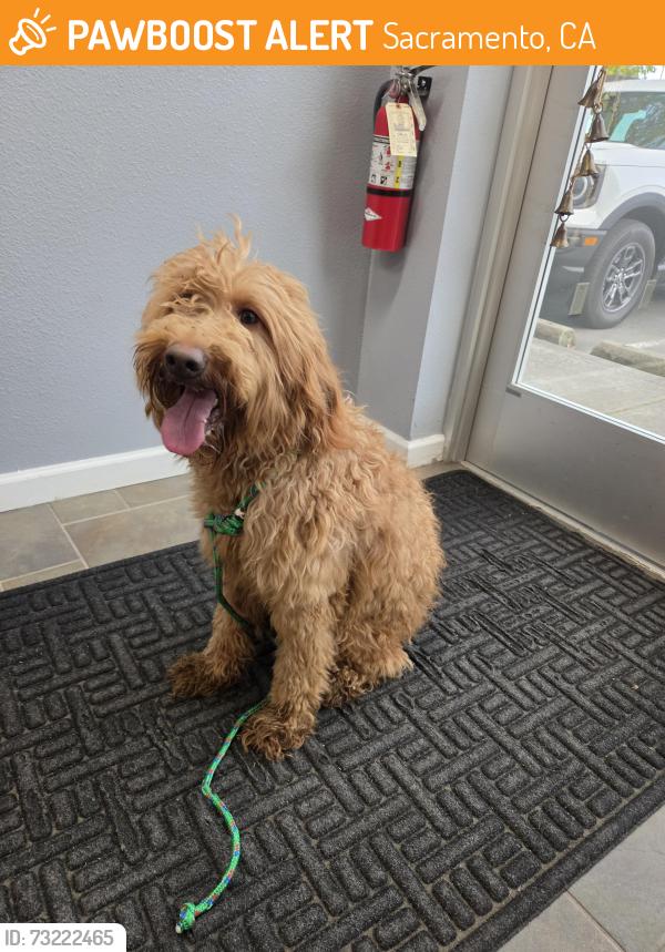 Found/Stray Female Dog last seen Tupelo and Mason Park 95842, Sacramento, CA 95842