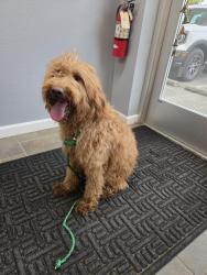 Found/Stray Female Dog last seen Tupelo and Mason Park 95842, Sacramento, CA 95842