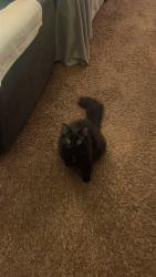 Lost Female Cat last seen Horseshoe Falls Trailhead, Waynesville, OH 45068