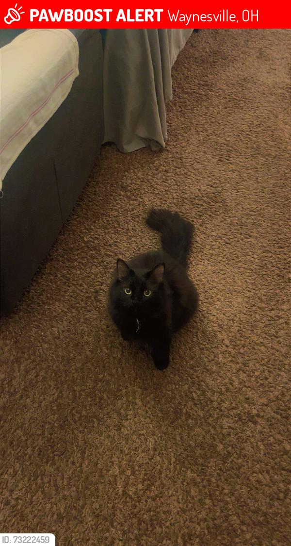 Lost Female Cat last seen Horseshoe Falls Trailhead, Waynesville, OH 45068