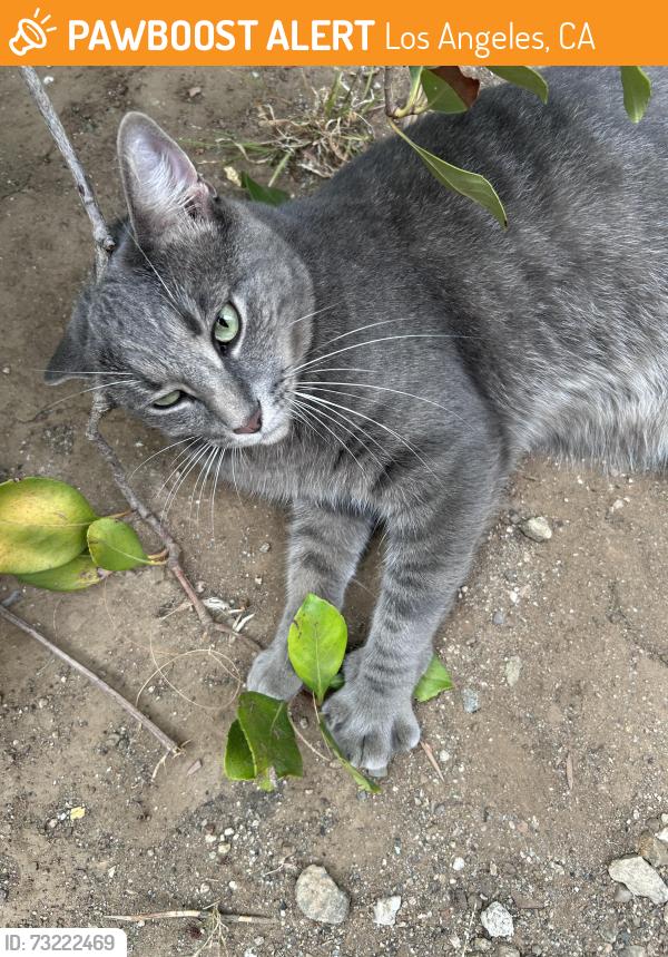 Found/Stray Male Cat last seen Manning Ave near Holman, Los Angeles, CA 90024