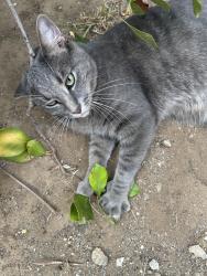 Found/Stray Male Cat last seen Manning Ave near Holman, Los Angeles, CA 90024