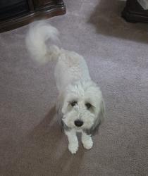 Lost Male Dog last seen Tallent Road, Collegedale, TN 37363