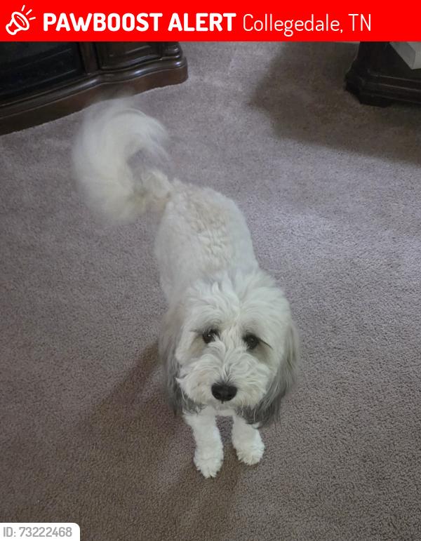 Lost Male Dog last seen Tallent Road, Collegedale, TN 37363