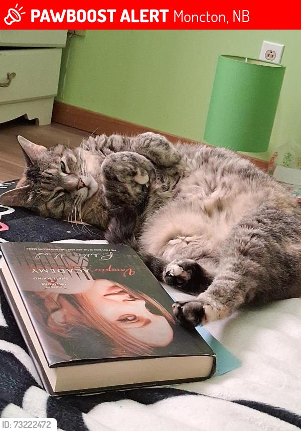 Lost Female Cat last seen Hennessy and Berry Street, Moncton, NB 