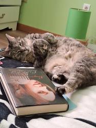 Lost Female Cat last seen Hennessy and Berry Street, Moncton, NB 