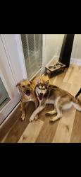 Reunited Male Dog last seen Royal Harbour Cir, Tennessee 37363, USA, Hamilton County, TN 37363