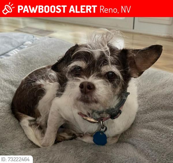 Lost Female Dog last seen Zolezzi and Stillwater, Reno, NV 89511
