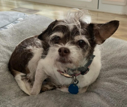 Lost Female Dog last seen Zolezzi and Stillwater, Reno, NV 89511